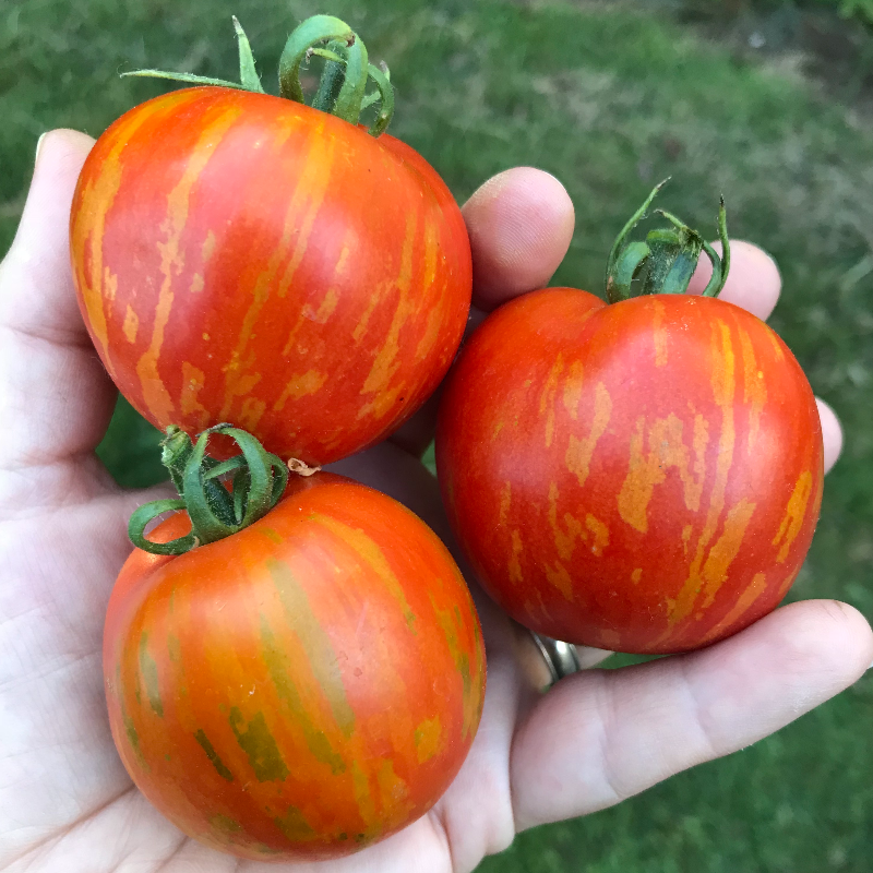 Darby Red and Yellow Tomato Main Image